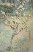 Vincent Van Gogh Blossoming Pear Tree (nn04) France oil painting reproduction